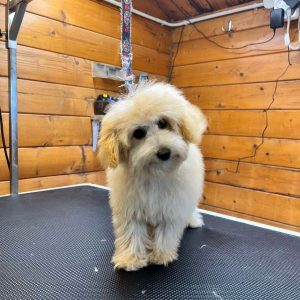 Mini Beige Poodle