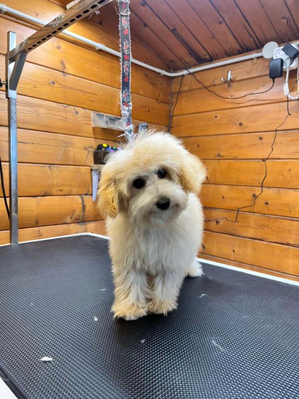 Mini Beige Poodle