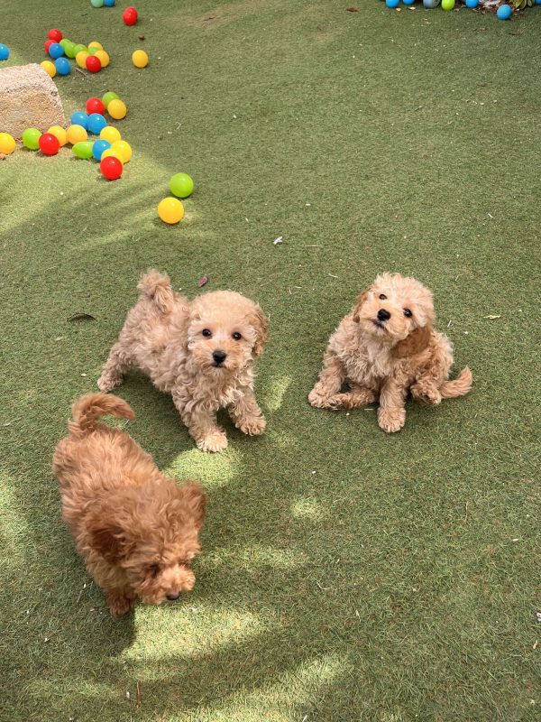 Mini Light Apricot Poodle κοριτσάκια - Image 2