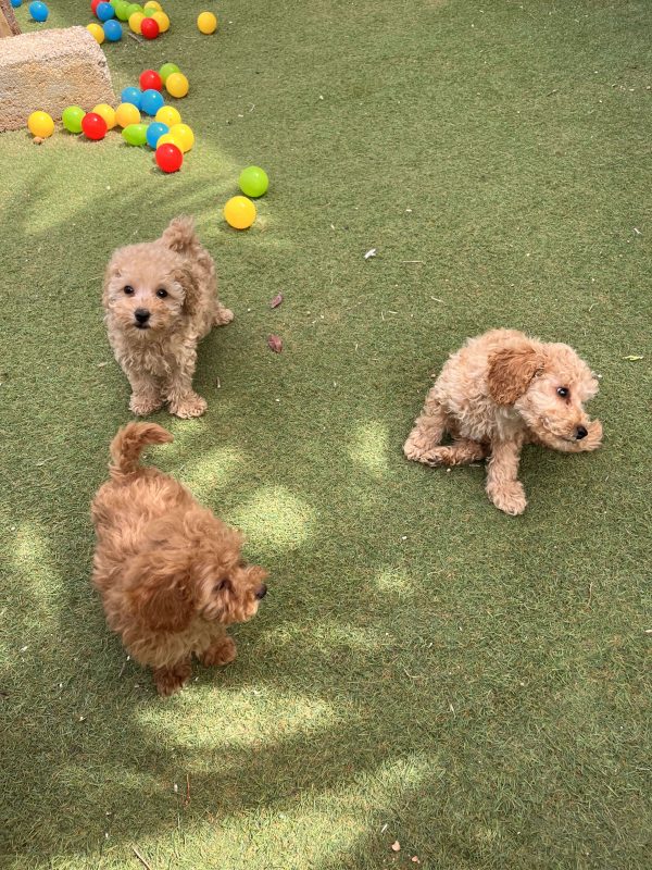 Mini Light Apricot Poodle κοριτσάκια - Image 10