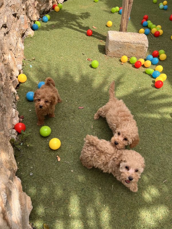 Mini Light Apricot Poodle κοριτσάκια - Image 3