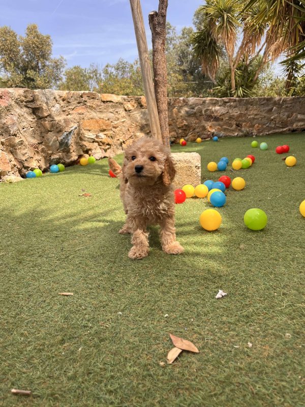 Mini Light Apricot Poodle κοριτσάκια - Image 4