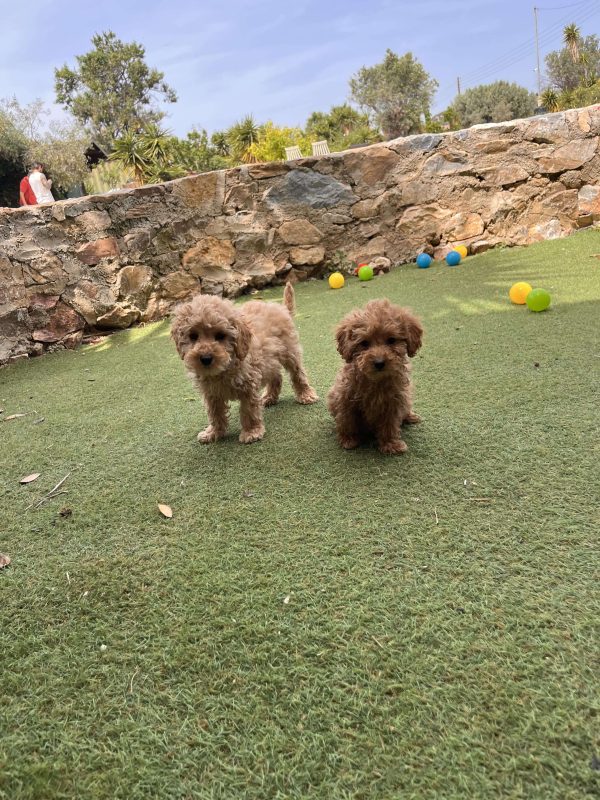 Mini Light Apricot Poodle κοριτσάκια - Image 5