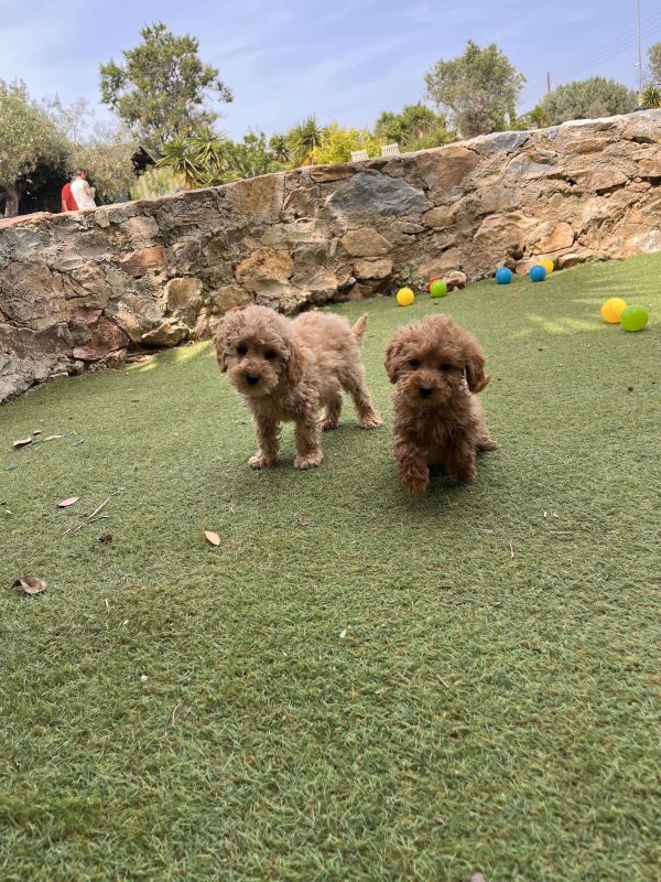 Mini Light Apricot Poodle κοριτσάκια - Image 6