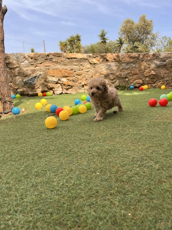 Mini Light Apricot Poodle κοριτσάκια - Image 7