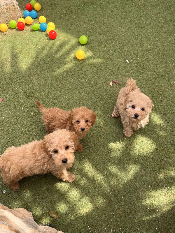 Mini Light Apricot Poodle κοριτσάκια