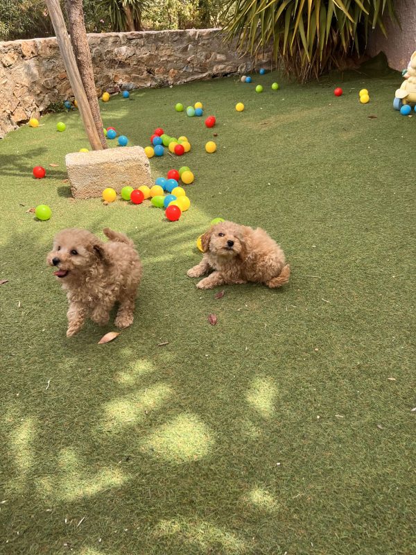 Mini Light Apricot Poodle κοριτσάκια - Image 8