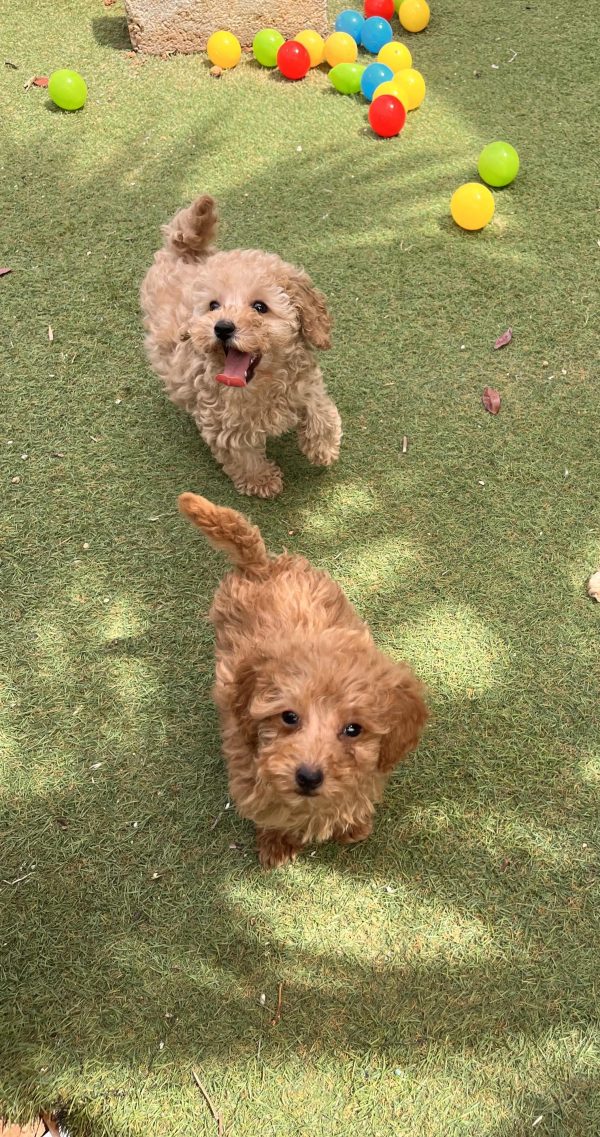 Mini Light Apricot Poodle κοριτσάκια - Image 9
