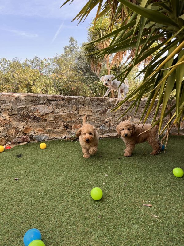 Mini Light Apricot Poodle αγοράκια - Image 2