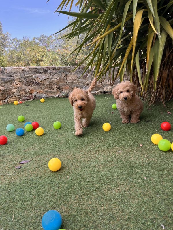 Mini Light Apricot Poodle αγοράκια