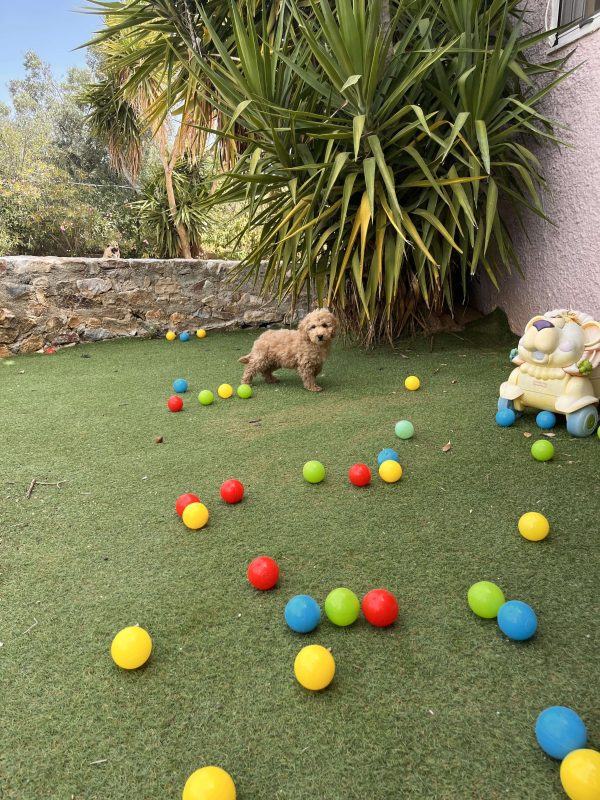 Mini Light Apricot Poodle αγοράκια - Image 4