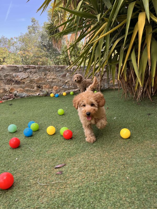 Mini Light Apricot Poodle αγοράκια - Image 5