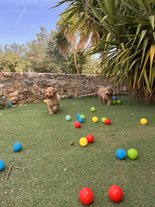 Mini Light Apricot Poodle αγοράκια - Image 6
