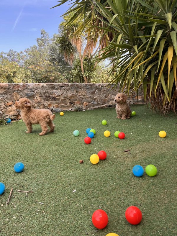 Mini Light Apricot Poodle αγοράκια - Image 7