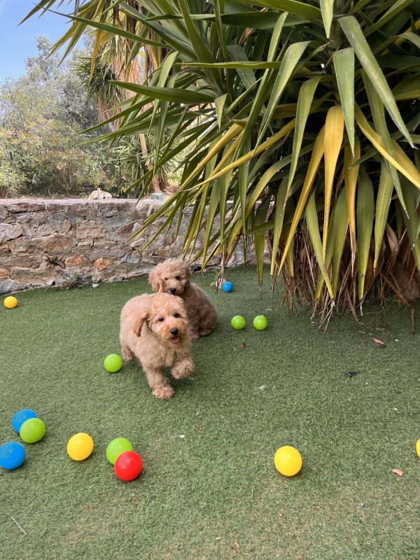 Mini Light Apricot Poodle αγοράκια - Image 8