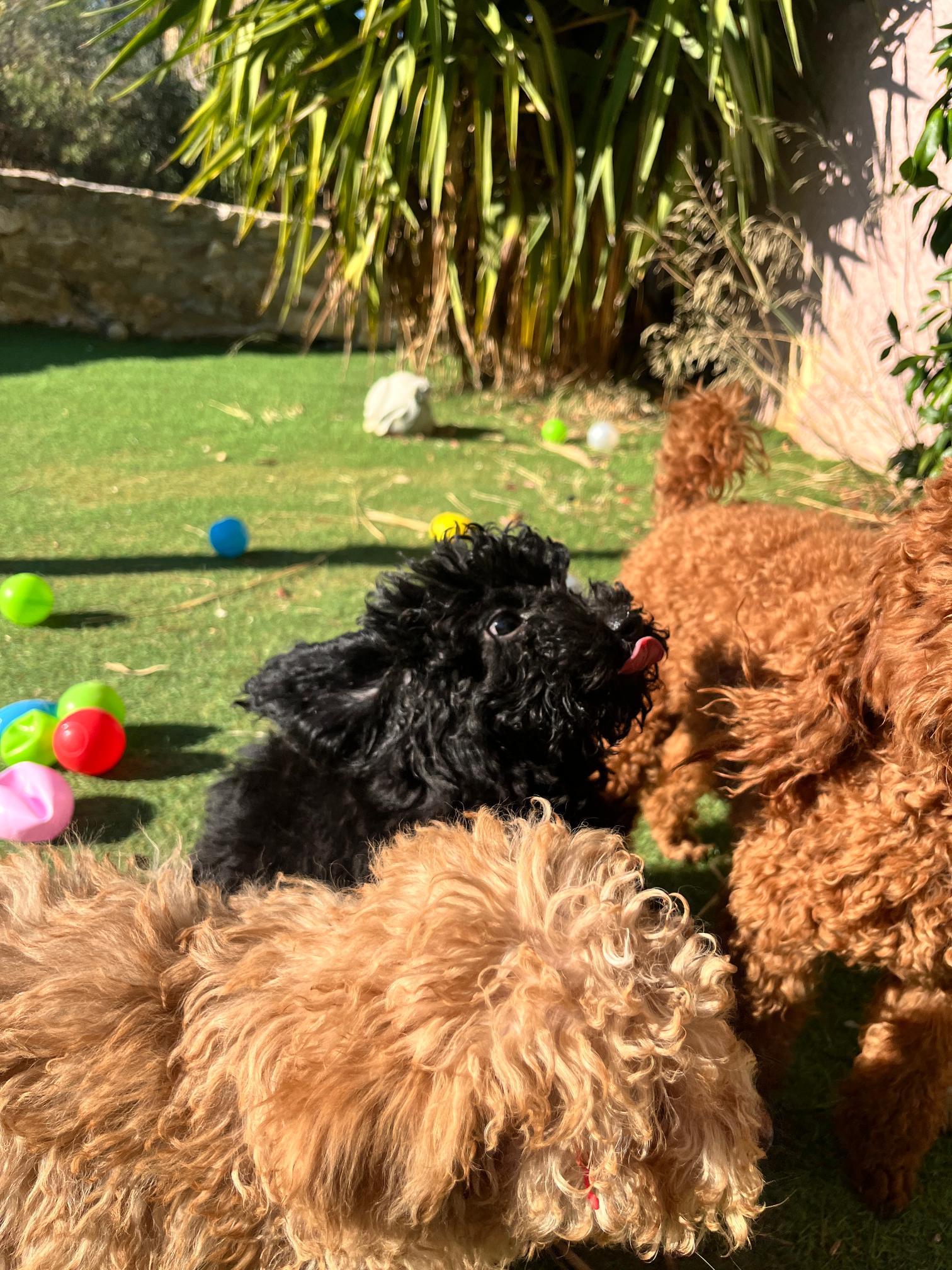 Black & Beige Mini Poodle - Image 2