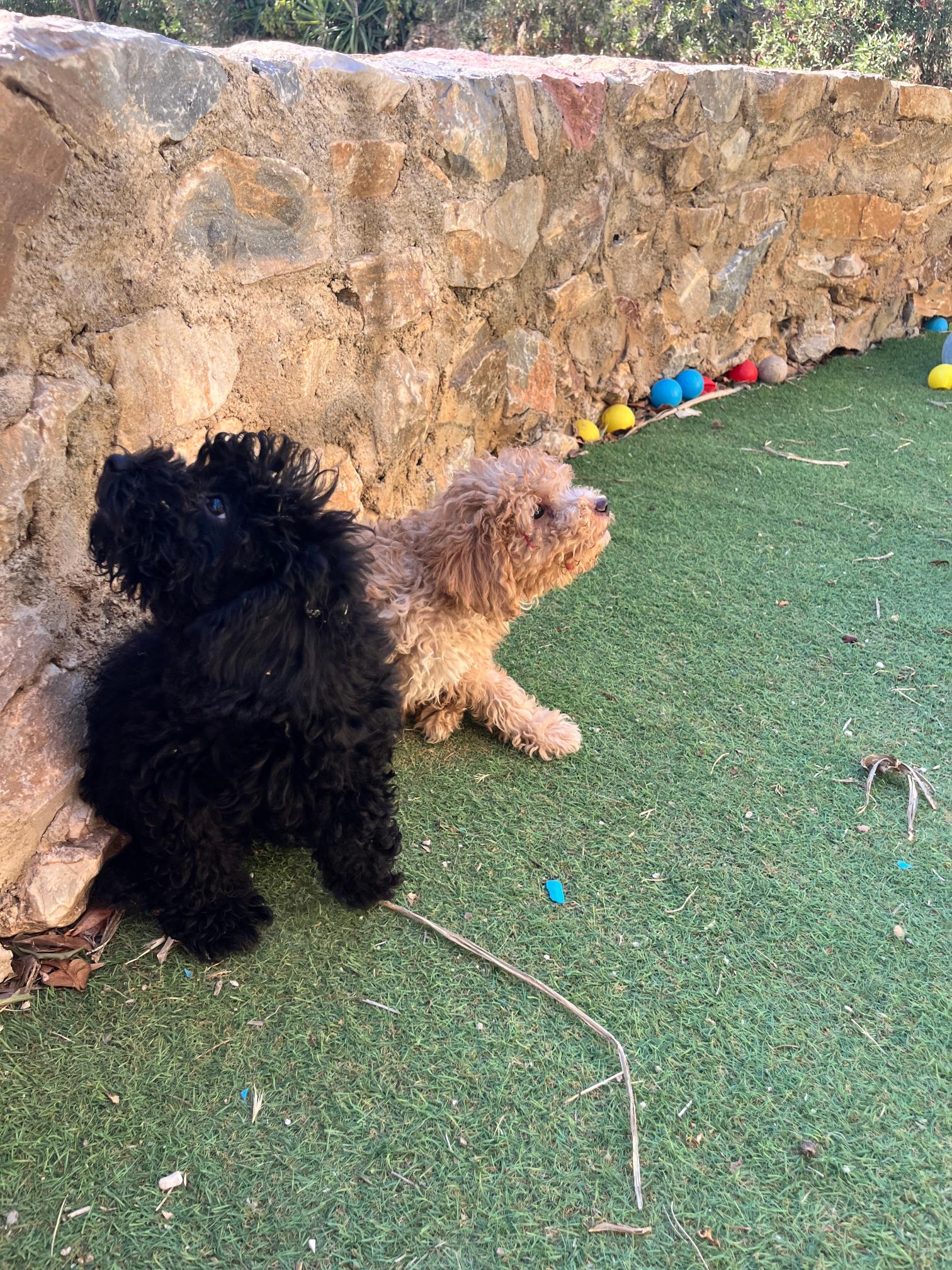 Black & Beige Mini Poodle - Image 3