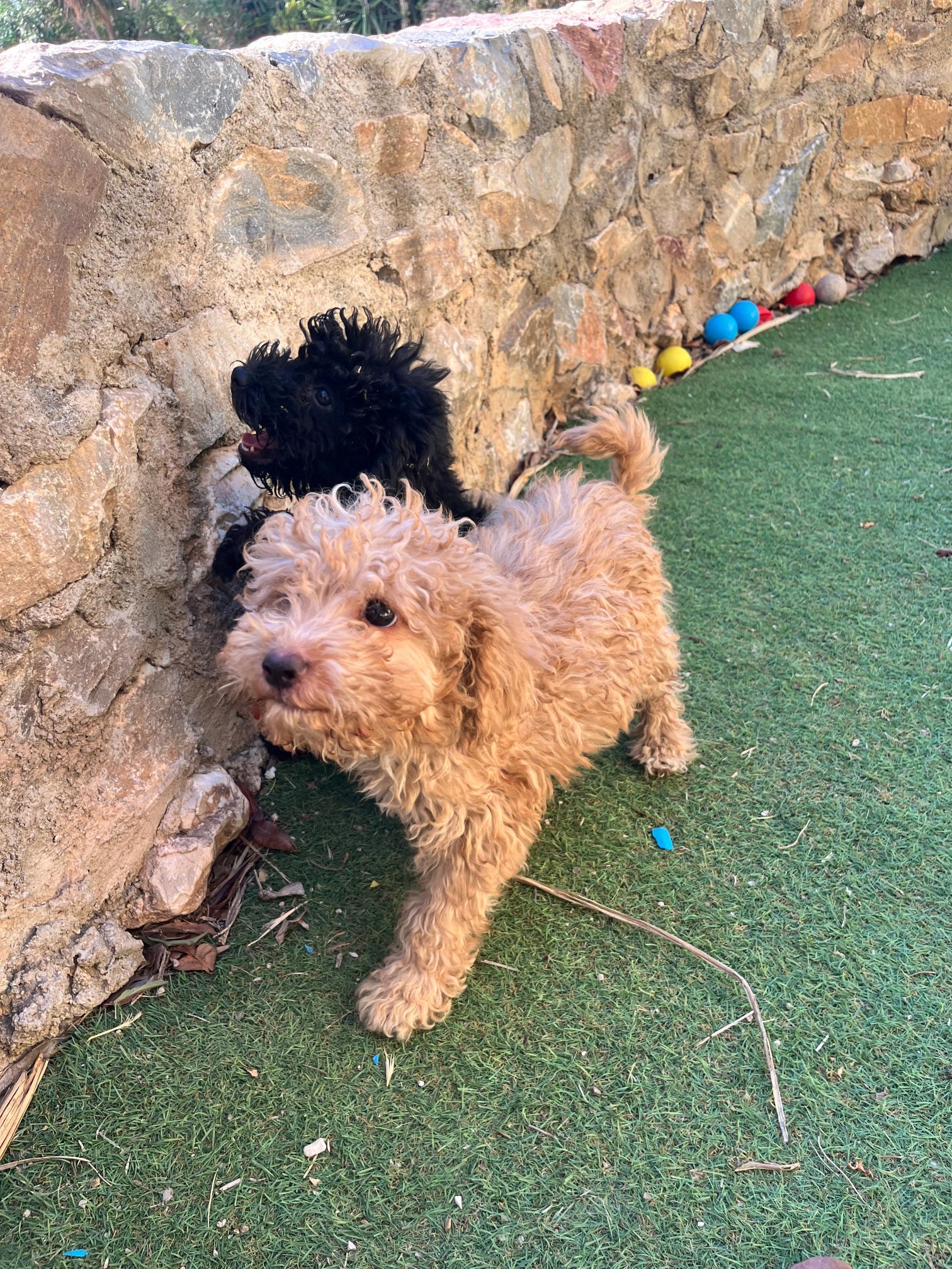 Black & Beige Mini Poodle - Image 4