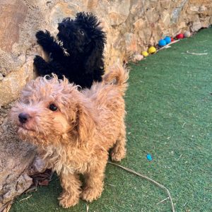 Black & Beige Mini Poodle