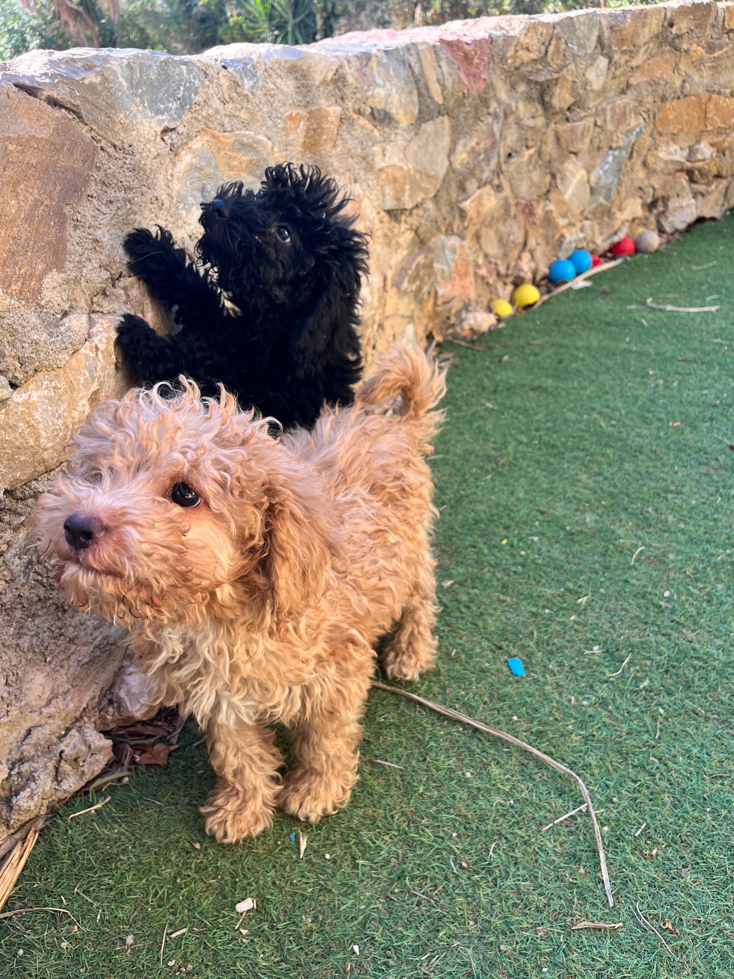 Black & Beige Mini Poodle