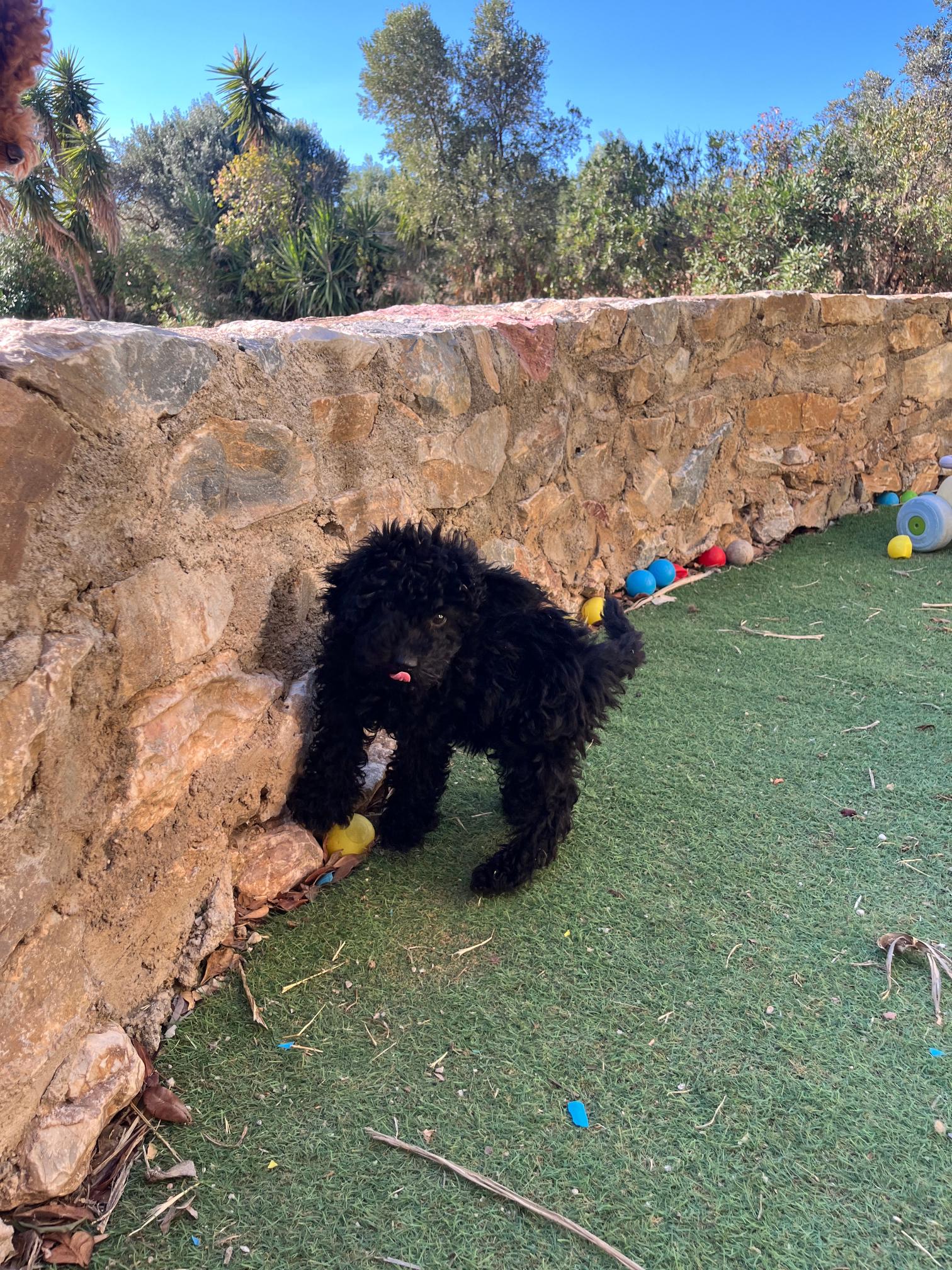 Black & Beige Mini Poodle - Image 6