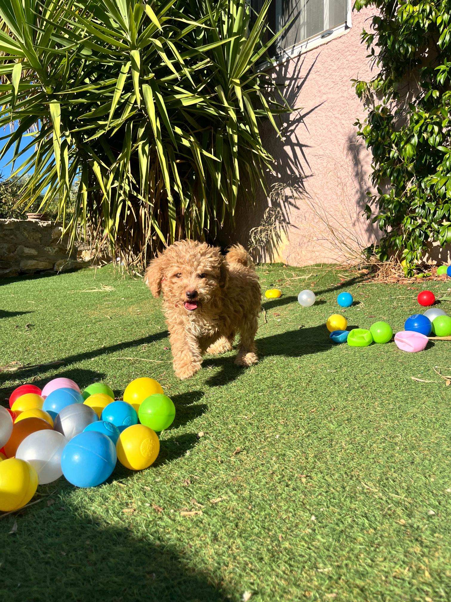 Black & Beige Mini Poodle - Image 7