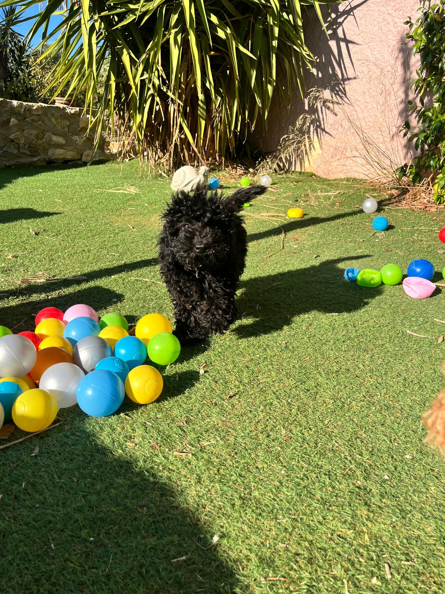 Black & Beige Mini Poodle - Image 8