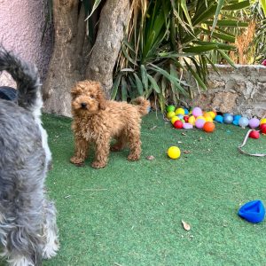 Mini Poodles
