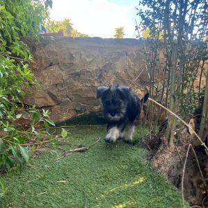 Miniature Schnauzer