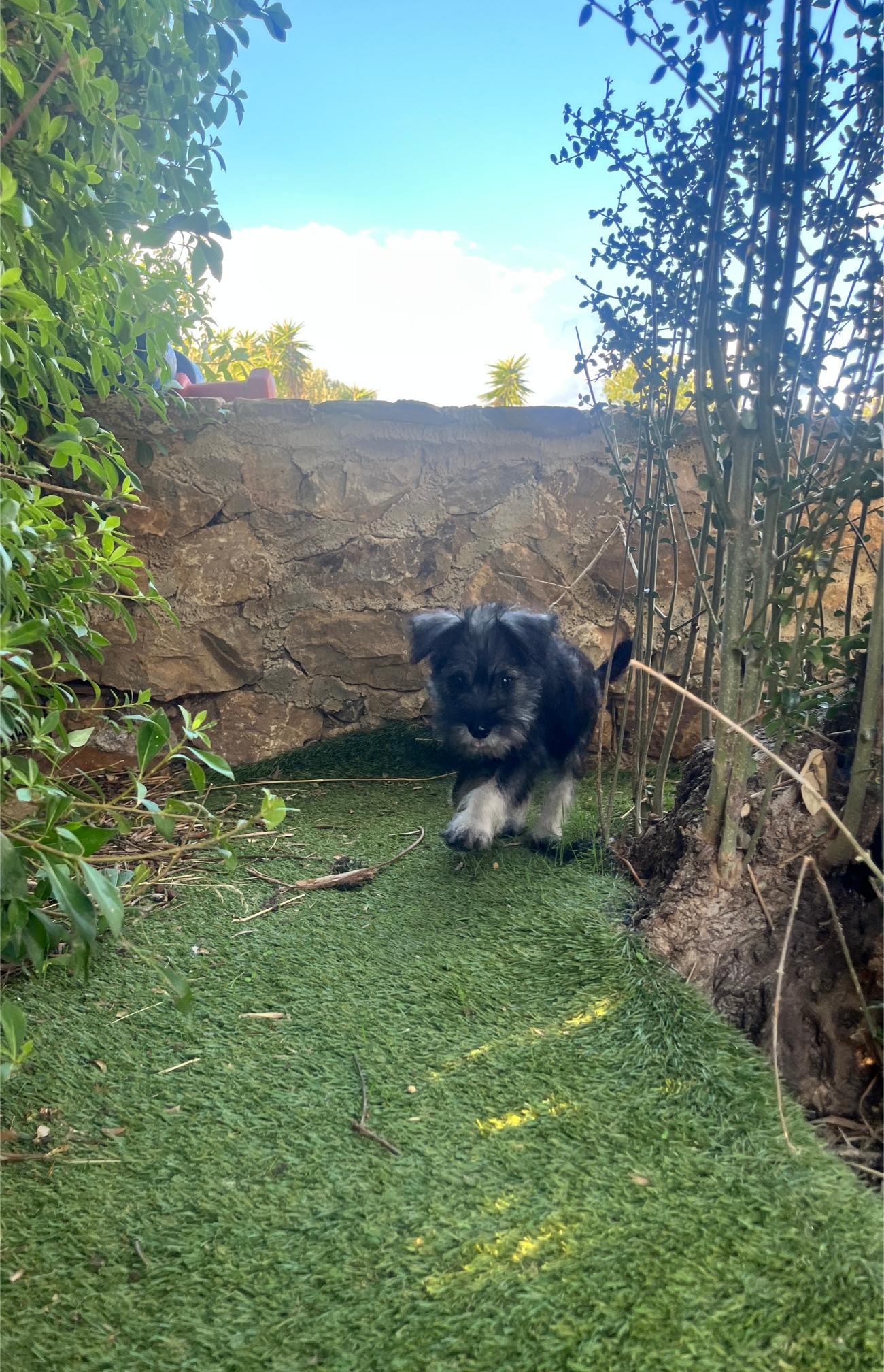 Miniature Schnauzer - Image 7