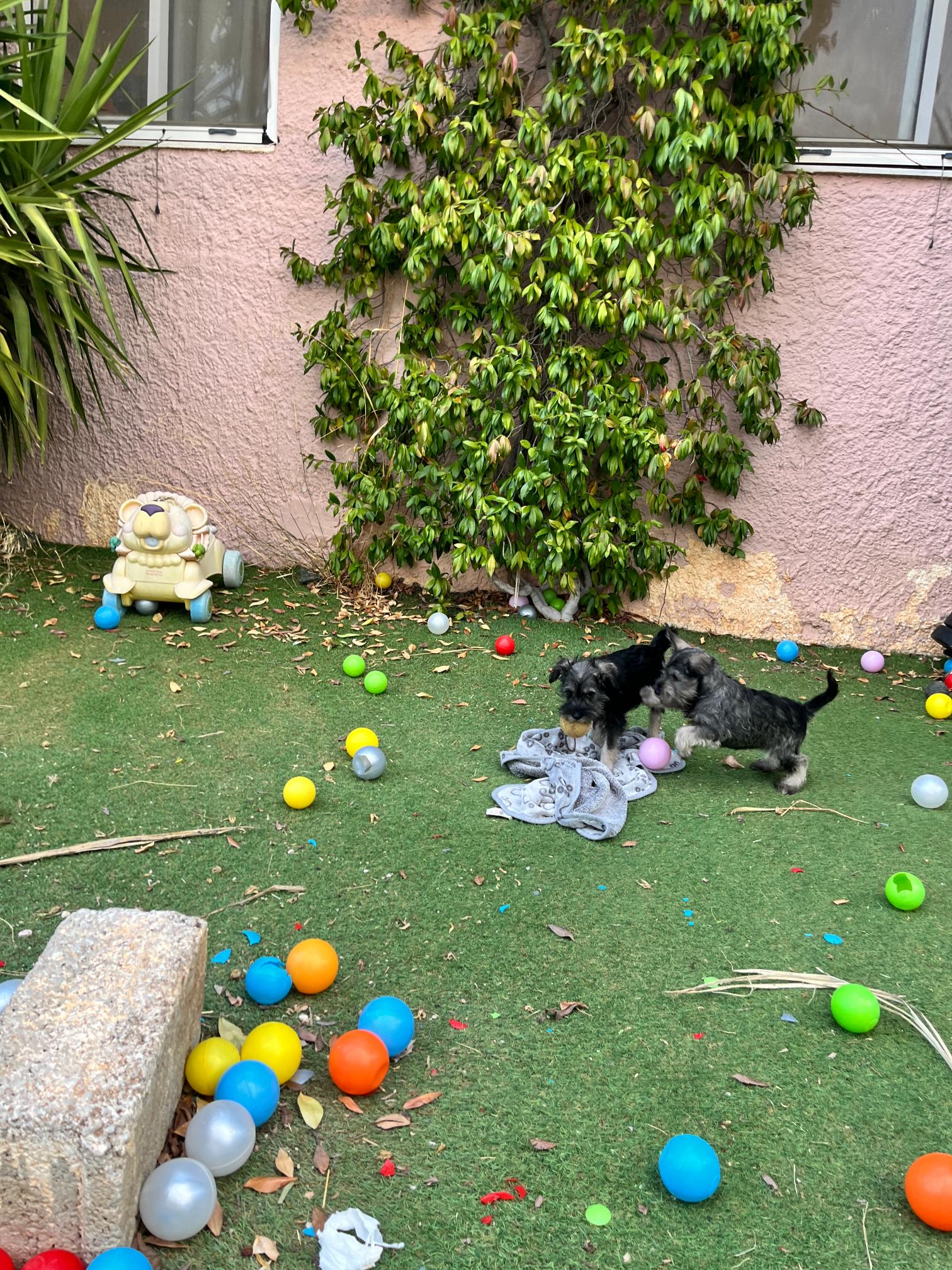 Miniature Schnauzer - Image 6