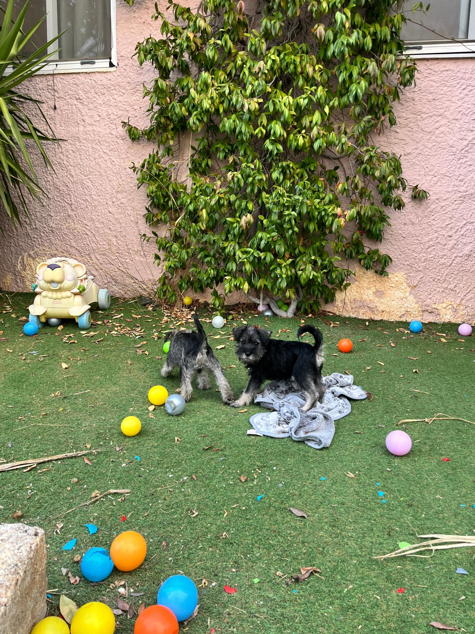 Miniature Schnauzer - Image 5