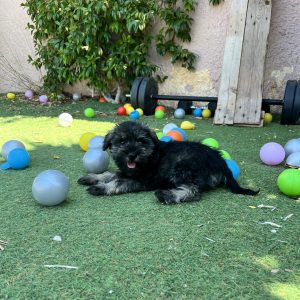 Miniature Schnauzer