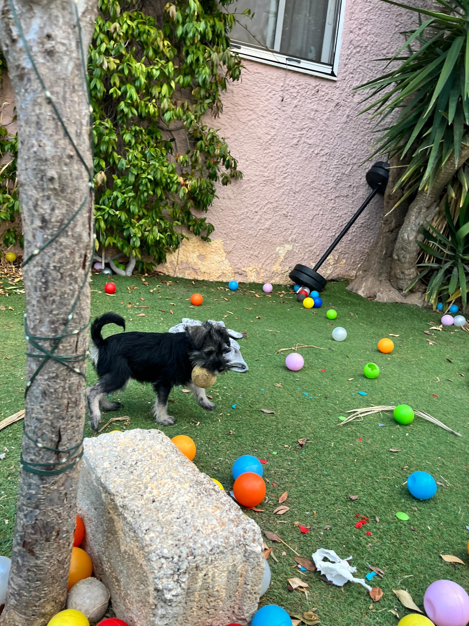 Miniature Schnauzer - Image 4