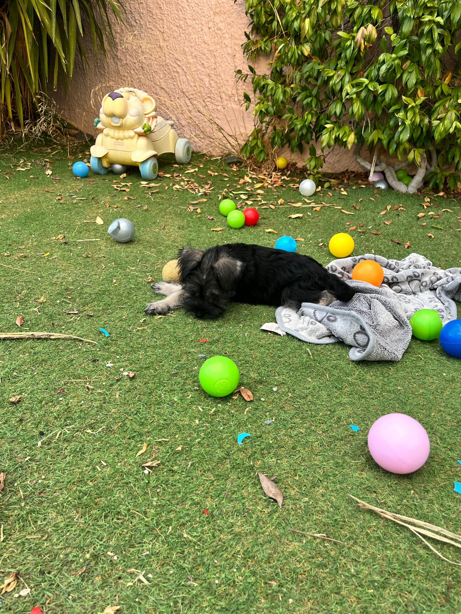 Miniature Schnauzer - Image 3