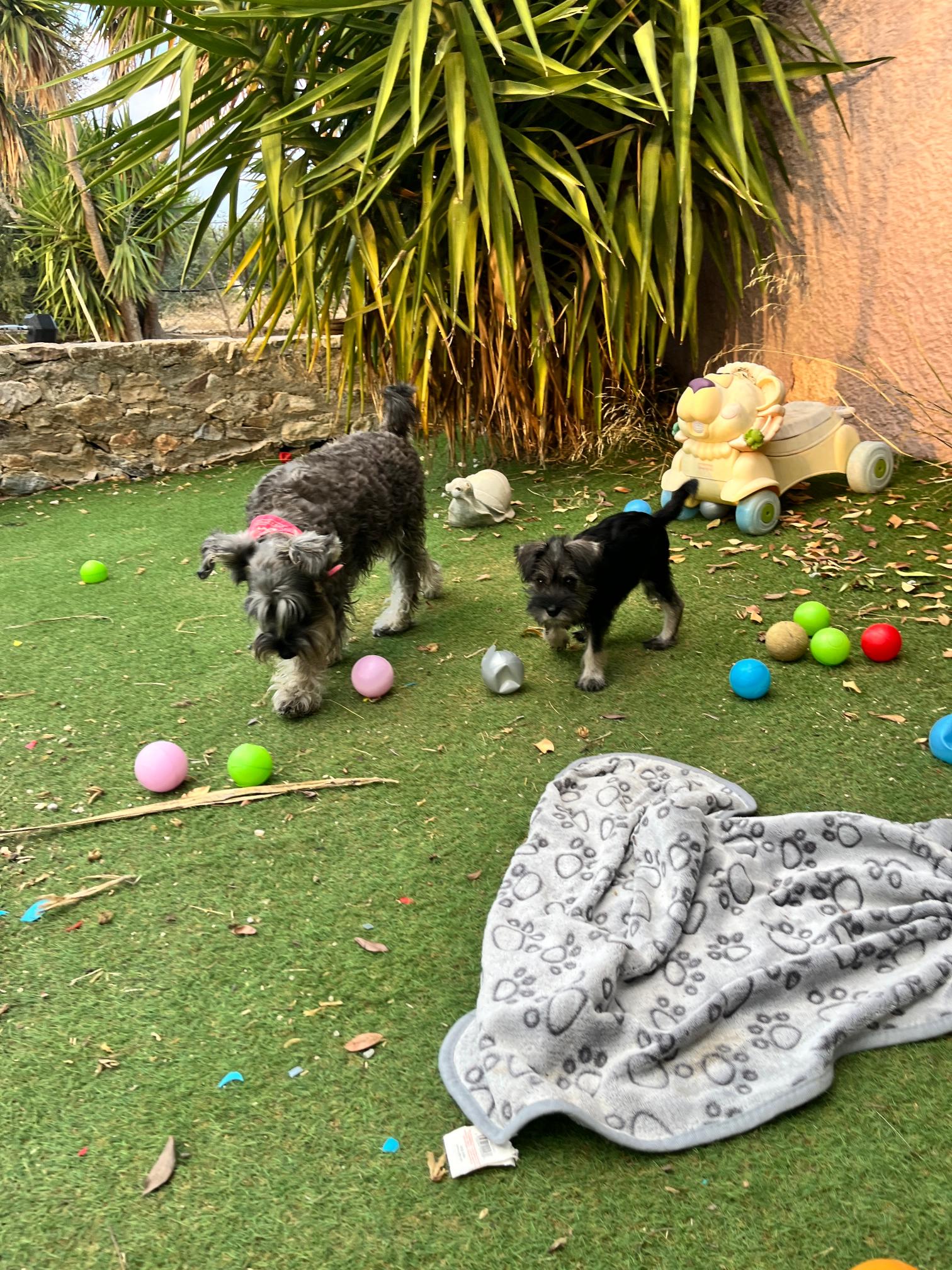 Miniature Schnauzer - Image 2