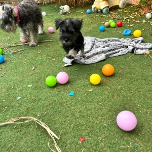 Miniature Schnauzer