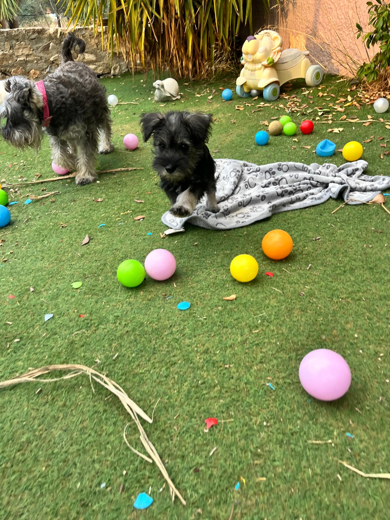 Miniature Schnauzer