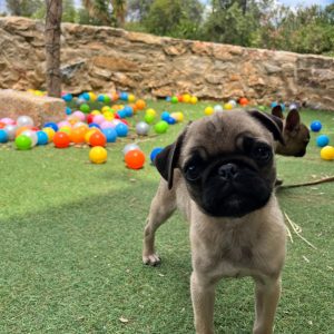 Pug Κοριτσάκι