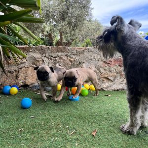 Pug Αγοράκι