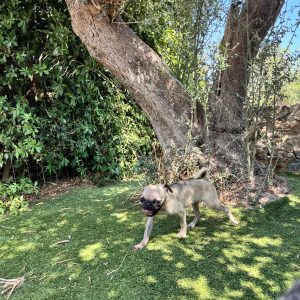 Pug θηλυκό