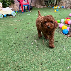 Red Toy Poodle