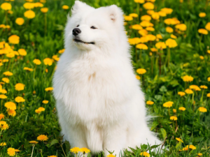 Read more about the article Samoyed