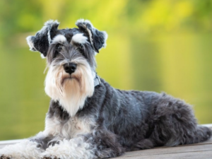 Read more about the article Miniature Schnauzer