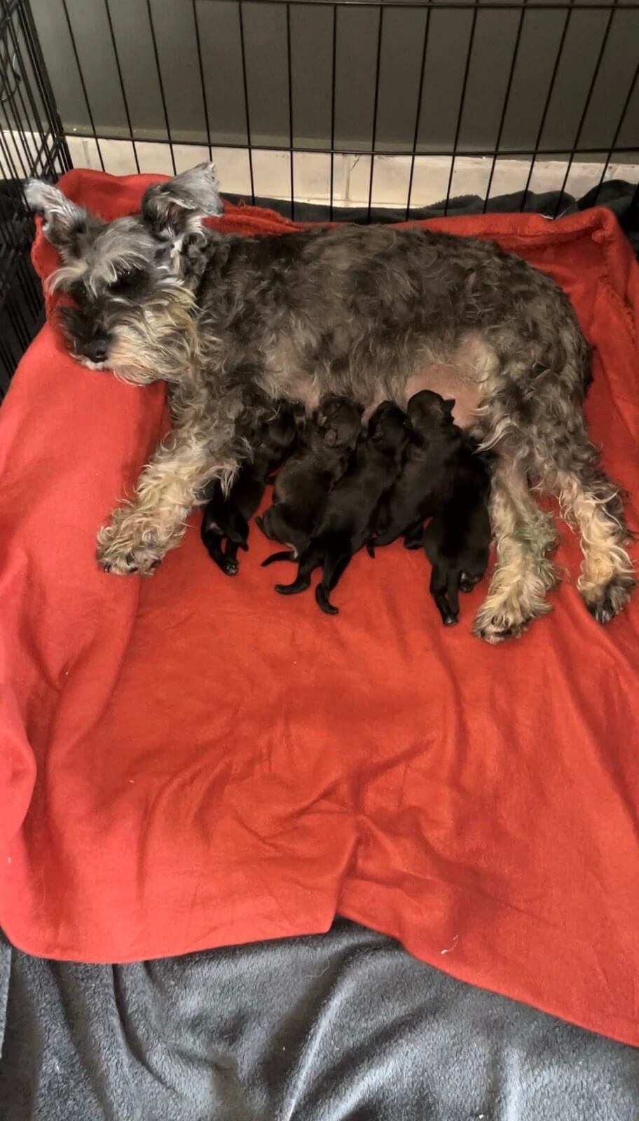 Miniature Schnauzer Ελληνική Εκτροφή - Image 26