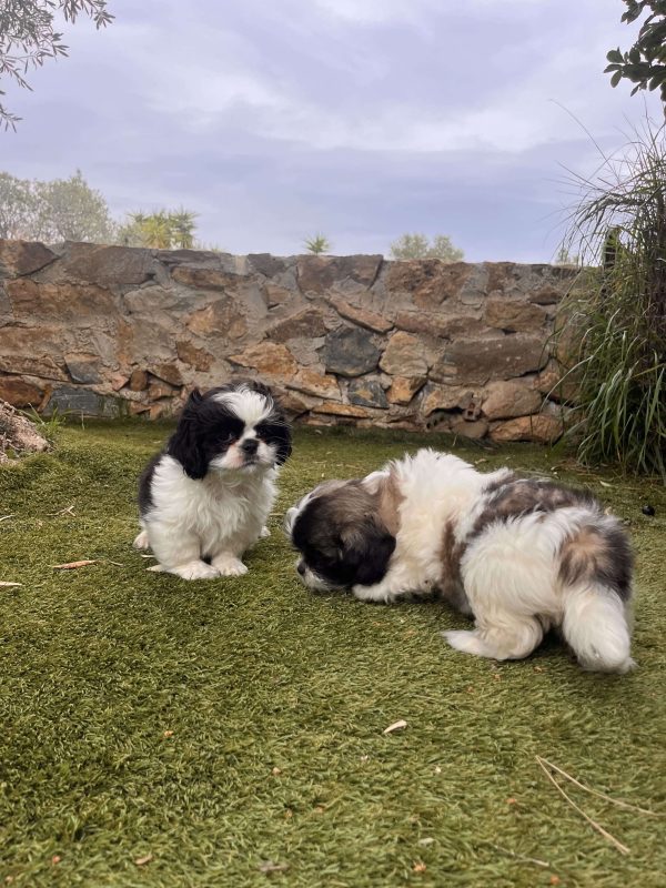 Shih Tzu - Image 10
