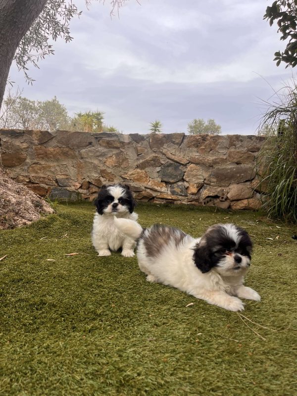 Shih Tzu - Image 6