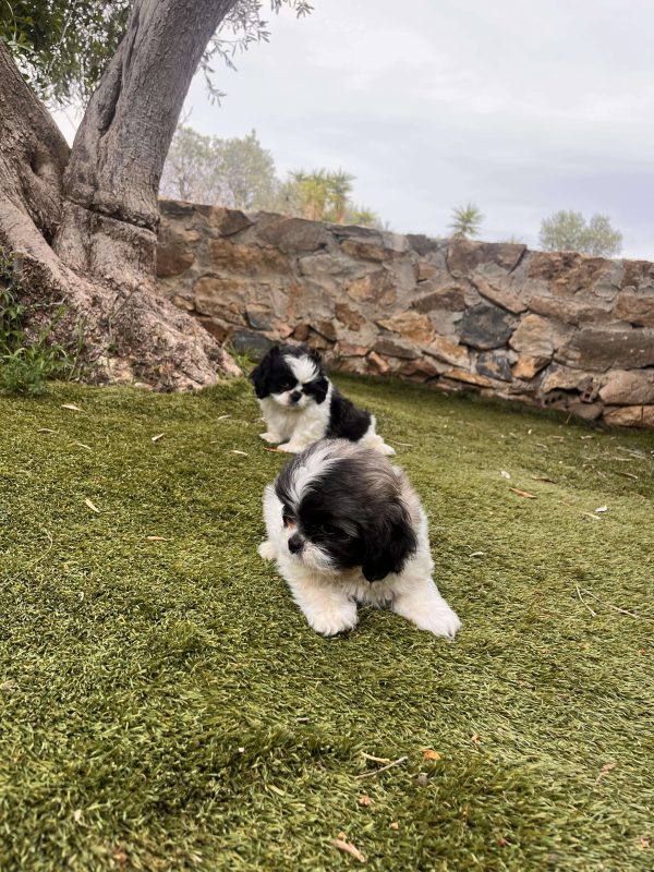 Shih Tzu - Image 9