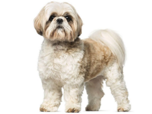 Read more about the article Shih Tzu
