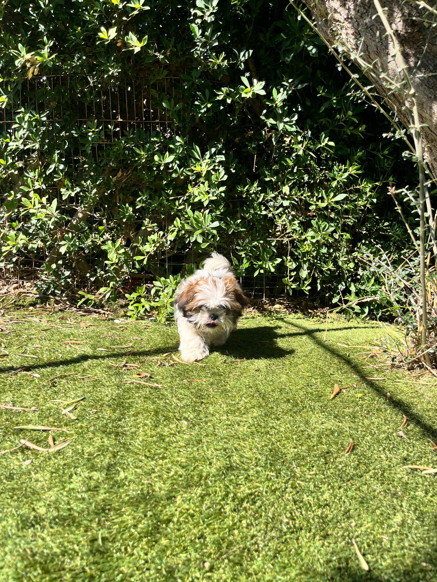 Shih Tzu - Image 2